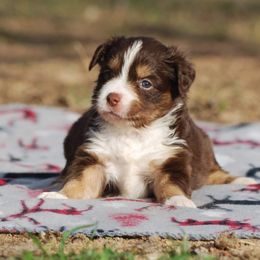 Miniature Australian Shepherd Puppies from Another Day Kennel at Cassel Ranch