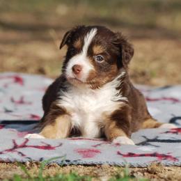 Miniature Australian Shepherd Puppies from Another Day Kennel at Cassel Ranch