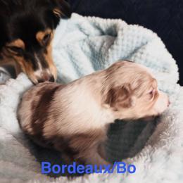 Bordeaux, Bo - Red merle male Australian Shepherd puppy in Wrightstown, New Jersey from Hartzland Farm Australian Shepherds