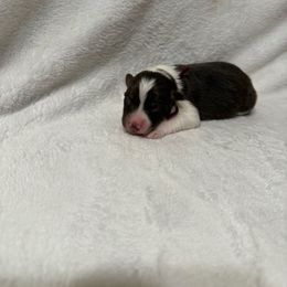 Maroon collar - Red tri-color female Australian Shepherd puppy in Buckeye, Arizona from Wranglin Farms