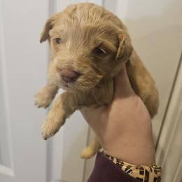 Mikey - Red and white male Cockapoo puppy in Galena, Illinois from Perry's doodles