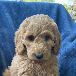 Moose - Apricot male Aussiedoodle puppy in Lowville, New York from Adirondack Labradoodles
