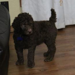 Poodle Puppies from RK'S Pets