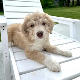 Aussiedoodle Puppies from A Dose Of Doodle