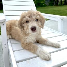 Aussiedoodle Puppies from A Dose Of Doodle