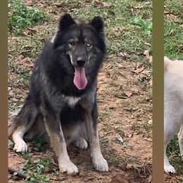 Shetland Sheepdogs and Siberian Huskies from Nancy Barger's Siberian Huskies