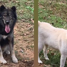 Shetland Sheepdogs and Siberian Huskies from Nancy Barger's Siberian Huskies