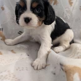 Bagel - Tri-color male Cavalier King Charles Spaniel puppy in Ashwood, Oregon from Kelly Hendrix's Cavalier King Charles Spaniels & Toy Australian Shepherds