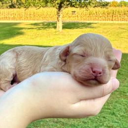 Elaine - Golden female Cockapoo puppy in Liberty, Kentucky from Kentucky Cockapoos