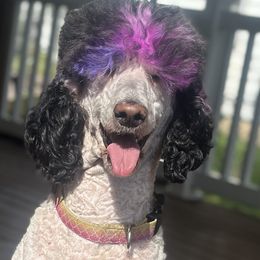 Bernedoodles and Poodles from Moonlight kennels