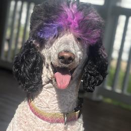 Bernedoodles and Poodles from Moonlight kennels