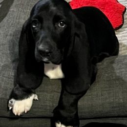 Layla - Basset Hound