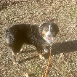 Shirley - Black tri female Miniature Australian Shepherd puppy in Harmony, North Carolina from Carolina Pride Aussies