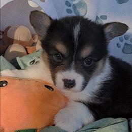 Sage bandana girl - Black and tan female Pembroke Welsh Corgi puppy in Cherokee, Oklahoma from MCS Farms-OK