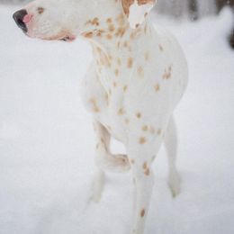 Jimmy - White and lemon male Dalmatian puppy in Conrath, Wisconsin from JSF Dalmatians LLC