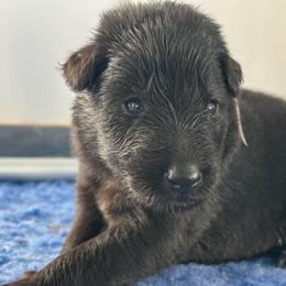 Shelly (Lilac) - Black female Belgian Sheepdog puppy in Franklin, West Virginia from Wildmour K9