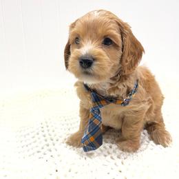 Walter - Caramel cream male Australian Labradoodle puppy in Avon, Indiana from Forever Friends Labradoodles