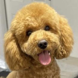 Ruby - Assorted Doodle Crosses