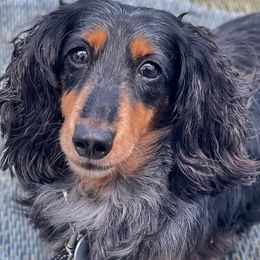Anatolian Shepherd Dogs and Dachshunds from Sarah Zwiefel
