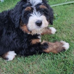 Bernedoodle and Double Doodle Puppies from Cloud Nine Doodles