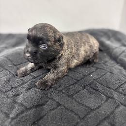 Poppy - Brindle female Cairn Terrier puppy in Mountain Grove, Missouri from CreekTop