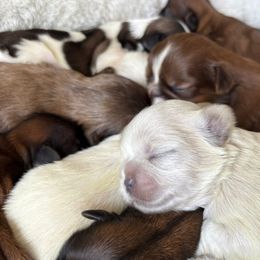 Shih Tzus from Sunshine Shih Tzus