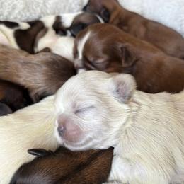 Shih Tzus from Sunshine Shih Tzus
