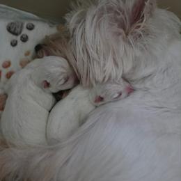 Zelda - White female West Highland White Terrier puppy in Toronto, Ohio from Shekinah’s Mi-Kis & Cricket Hill’s Westies