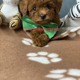 Cavapoo, Maltipoo, and Poodle Puppies from McCraws N Paws