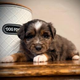 Grinch - Blue merle male Miniature Australian Shepherd puppy in North Lakeport, California from Wild Rose Ranch