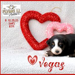 Vegas - Black tri male Miniature Australian Shepherd puppy in Madisonville, Texas from Flying LL Aussies