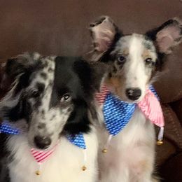 Shetland Sheepdogs from Shonna's Shelties