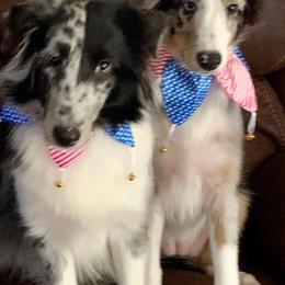 Shetland Sheepdogs from Shonna's Shelties