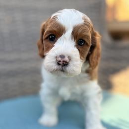 Lucas (dark blue) - Parti male Goldendoodle puppy in Twin Falls, Idaho from Magic Valley Family Doodles
