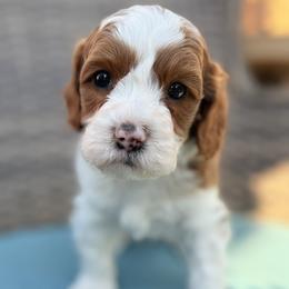 Lucas (dark blue) - Parti male Goldendoodle puppy in Twin Falls, Idaho from Magic Valley Family Doodles