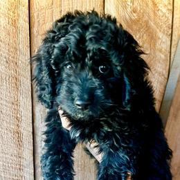 Celine - Black and white female Cavapoo puppy in Alachua, Florida from Song Paws