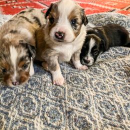 Miniature Australian Shepherd and Toy Australian Shepherd Puppies from Columbia Coast Toy & Mini Aussies