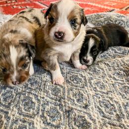 Miniature Australian Shepherd and Toy Australian Shepherd Puppies from Columbia Coast Toy & Mini Aussies