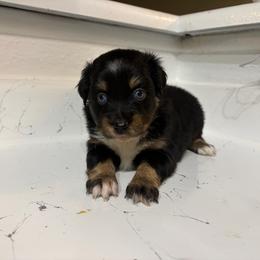 Nani - Black tri female Miniature Australian Shepherd puppy in Brenham, Texas from Stone N Rose Kennels