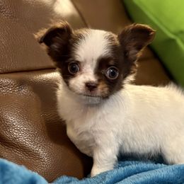 Chocolate merle long coat girl, price 4000 - Chocolate and white female Chihuahua puppy in Strawberry, Arkansas from Strawberry River Chihuahuas