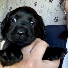 Girl 2 - Black female Labrador Retriever puppy in Ranchita, California from Pacific Crest Labradors