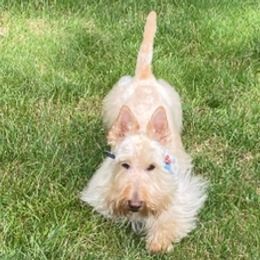 Charlie - Scottish Terrier