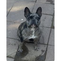 Chia - French Bulldog