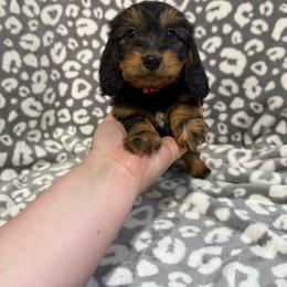 Lia - Black and tan female Dachshund puppy in Mountain Home, Arkansas from Furry Friends Kennel