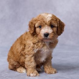 Eli - Red male Cavapoo puppy in Apple Creek, Ohio from Grandeur Valley Puppies