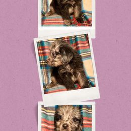 Sage - Merle female Golden Aussiedoodle puppy in Bluefield, Virginia from Love on a Leash