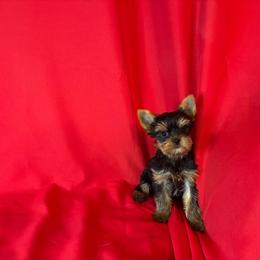 ZB boy blue - Blue and gold male Yorkshire Terrier puppy in Alburnett, Iowa from Hobbs Shire Yorkies