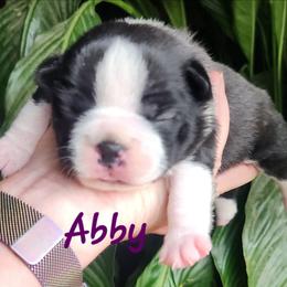 Abby - Seal brindle and white female Boston Terrier puppy in Lexington, Indiana from NanzBostz
