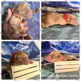 Goldendoodle and Golden Retriever Puppies from Were The Mack'Doodles