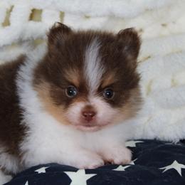 AKC Walker - Chocolate parti male Pomeranian puppy in Albany, Indiana from Hatz Off Puppies